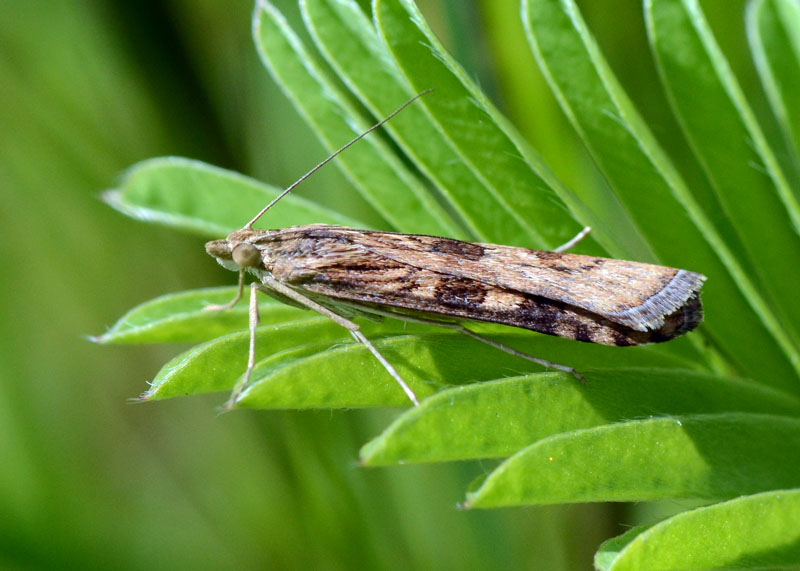 Crambidae Nomophila noctuella ?